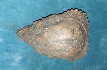 Load image into Gallery viewer, Prenocephale skull cast replica Dinosaur reproductive