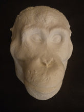 Laden Sie das Bild in den Galerie-Viewer, Orangutan Death Mask #1 Orangutan (female) death cast replica Life cast