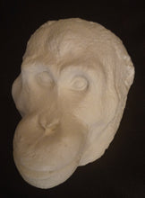 Laden Sie das Bild in den Galerie-Viewer, Orangutan Death Mask #1 Orangutan (female) death cast replica Life cast