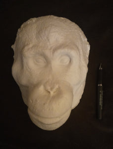 Orangutan Death Mask #1 Orangutan (female) death cast replica Life cast