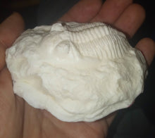 Load image into Gallery viewer, Hollardops Trilobite cast replica