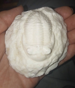 Hollardops Trilobite cast replica