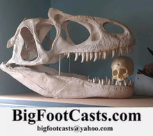 Charger l&#39;image dans la galerie, Allosaurus: Juvenile Allosaurus Skeleton cast replica