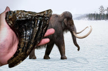 Laden Sie das Bild in den Galerie-Viewer, Fossil Mammoth tooth cast replica 2022A