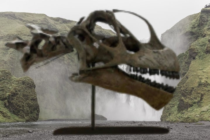 Camarasaurus skull cast replica #1
