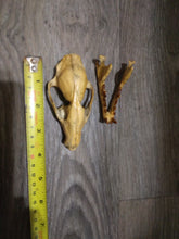 Load image into Gallery viewer, Hesperocyon gregarius skull cast replica (item #RF012)