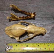 画像をギャラリービューアに読み込む, Hesperocyon gregarius skull cast replica (item #RF012)