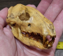 Laden Sie das Bild in den Galerie-Viewer, Hesperocyon gregarius skull cast replica (item #RF012)