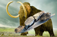 Load image into Gallery viewer, Wooly Mammoth Left side Jaw
cast replica Pleistocene Ice Age Woolly Mammoth