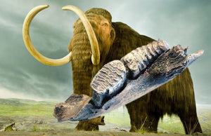 Wooly Mammoth Left side Jaw
cast replica Pleistocene Ice Age Woolly Mammoth