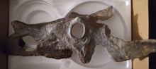 画像をギャラリービューアに読み込む, Brachyceratops Fossil Dinosaur skull for sale