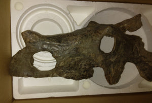 Brachyceratops Fossil Dinosaur skull for sale