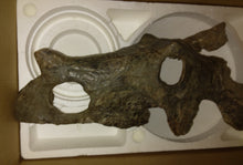 Laden Sie das Bild in den Galerie-Viewer, Brachyceratops Fossil Dinosaur skull for sale