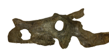 Load image into Gallery viewer, Brachyceratops Fossil Dinosaur skull for sale
