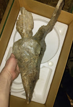 Load image into Gallery viewer, Brachyceratops Fossil Dinosaur skull for sale