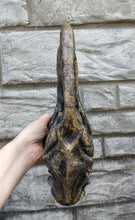 Laden Sie das Bild in den Galerie-Viewer, Phororhacos giant killer bird model skull skull cast replica