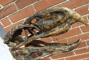 Phororhacos giant killer bird model skull skull cast replica
