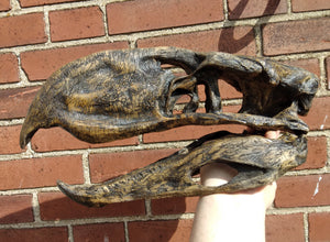Phororhacos giant killer bird model skull skull cast replica