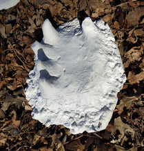 画像をギャラリービューアに読み込む, 1994 Bigfoot Hand cast #3 Bigfoot (Sasquatch) Freeman handprint cast