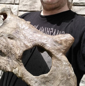 Brachyceratops Fossil Dinosaur skull for sale