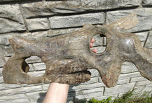 Charger l&#39;image dans la galerie, Brachyceratops Fossil Dinosaur skull for sale