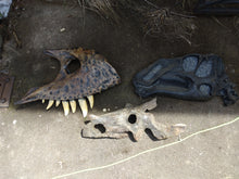 Laden Sie das Bild in den Galerie-Viewer, Brachyceratops Fossil Dinosaur skull for sale