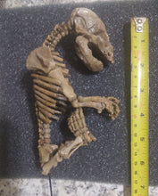 Load image into Gallery viewer, Cave Bear Fetal Skeleton