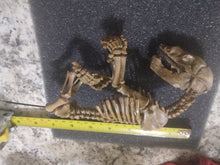 Laden Sie das Bild in den Galerie-Viewer, Cave Bear Fetal Skeleton
