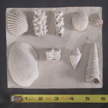 Cargar imagen en el visor de la galería, Cenozoic Era Marine Fossil Cast Replicas