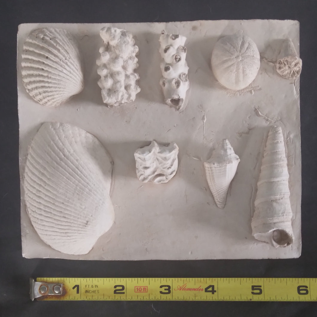 Cenozoic Era Marine Fossil Cast Replicas