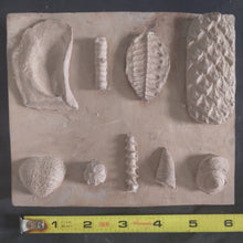 Cargar imagen en el visor de la galería, Upper Paleozoic. Permian Pennsylvanian and Mesozoic Periods Marine Fossil Cast Replicas