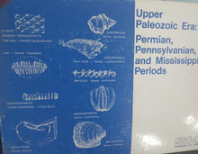 Cargar imagen en el visor de la galería, Upper Paleozoic. Permian Pennsylvanian and Mesozoic Periods Marine Fossil Cast Replicas
