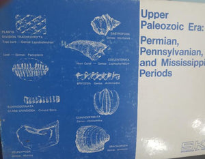 Upper Paleozoic. Permian Pennsylvanian and Mesozoic Periods Marine Fossil Cast Replicas