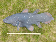 Load image into Gallery viewer, Coelacanth cast life cast replica Latimeria