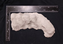 Load image into Gallery viewer, 1982 Bigfoot / Sasquatch knuckle print cast replica