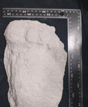 Load image into Gallery viewer, 1967 New Bigfoot Patterson &quot;Patty #2&quot; track footprint cast