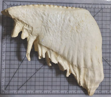 Charger l&#39;image dans la galerie, Elephant: Asian Elephant tooth cast replica