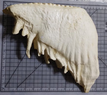 Laden Sie das Bild in den Galerie-Viewer, Elephant: Asian Elephant tooth cast replica
