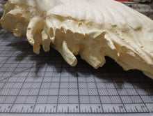 Laden Sie das Bild in den Galerie-Viewer, Elephant: Asian Elephant tooth cast replica