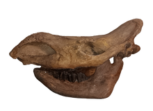 Cargar imagen en el visor de la galería, Woolly Rhino skull cast replica 1 TMF (TPI)