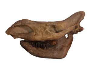 Woolly Rhino skull cast replica 1 TMF (TPI)