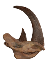 Laden Sie das Bild in den Galerie-Viewer, Woolly Rhino skull cast replica 1 TMF (TPI)