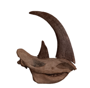 Woolly Rhino skull cast replica 1 TMF (TPI)