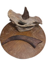Laden Sie das Bild in den Galerie-Viewer, Woolly Rhino skull cast replica 1 TMF (TPI)
