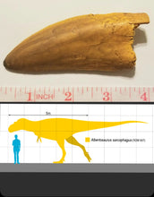 Load image into Gallery viewer, Albertosaurus Tooth cast replica reproduction.