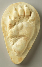Cargar imagen en el visor de la galería, Black Bear Juvenile track Footprint Cast Replica Footprint Track