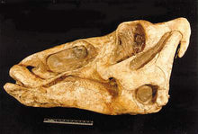 Laden Sie das Bild in den Galerie-Viewer, Edmontosaurus Skull Plaque cast replica Dinosaur