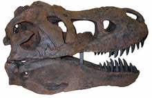Load image into Gallery viewer, Tinker the T.rex skull cast replica