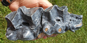 Titanothere Teeth and Jaw Brontotherium cast