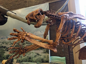 Megalonyx ground sloth skeleton cast replica